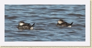 DSC_5006 Ruddy Ducks - female * 1198 x 553 * (165KB)